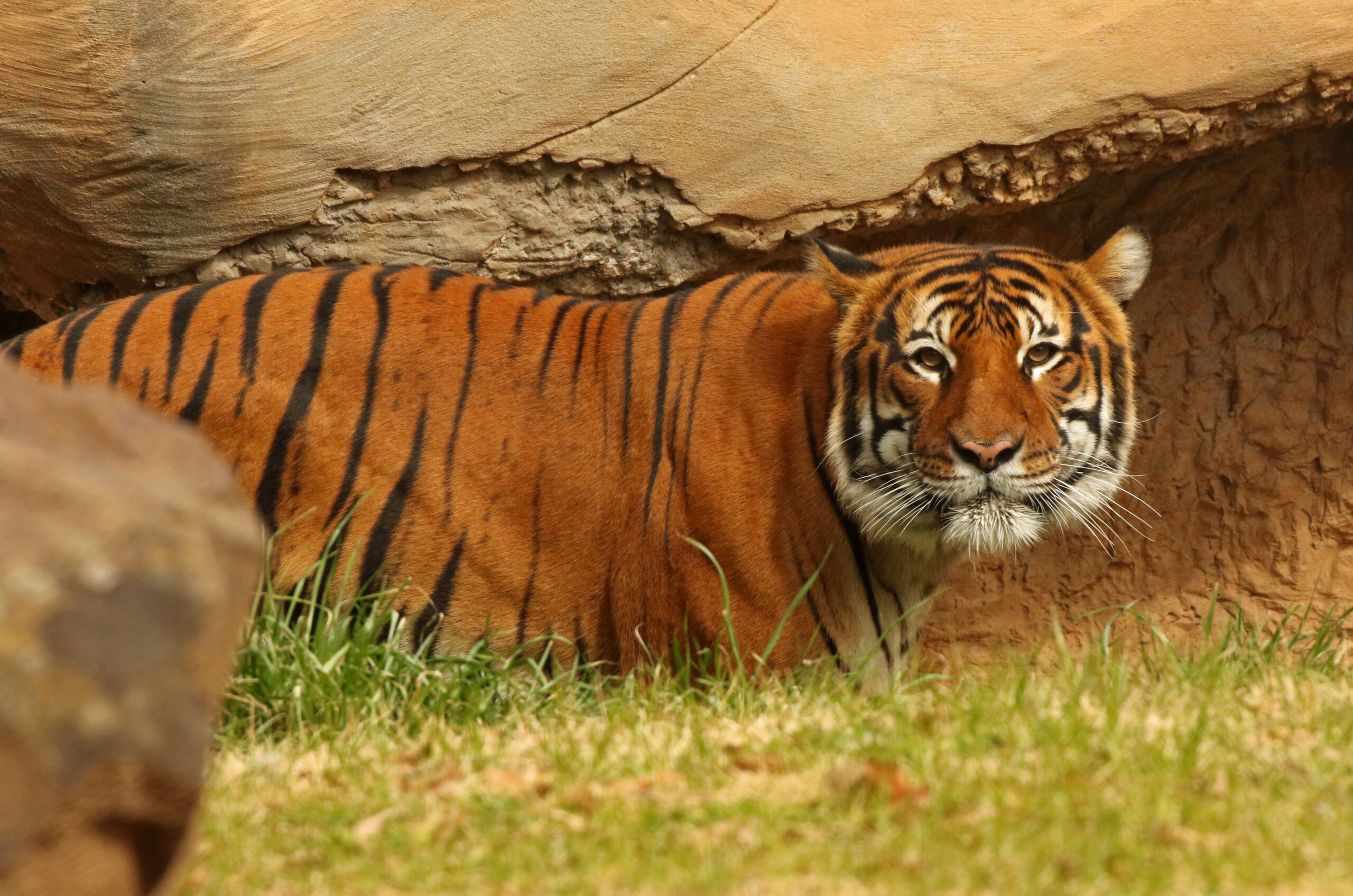 Tiger at Little Rock zoo